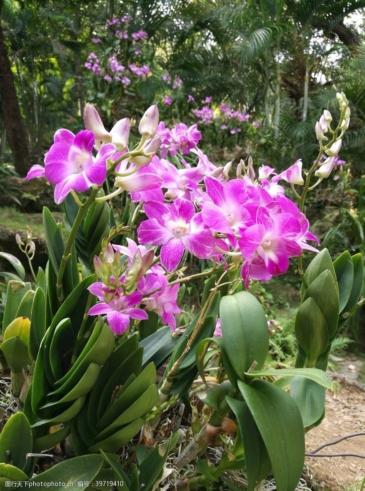 暖春紫色兰花图片