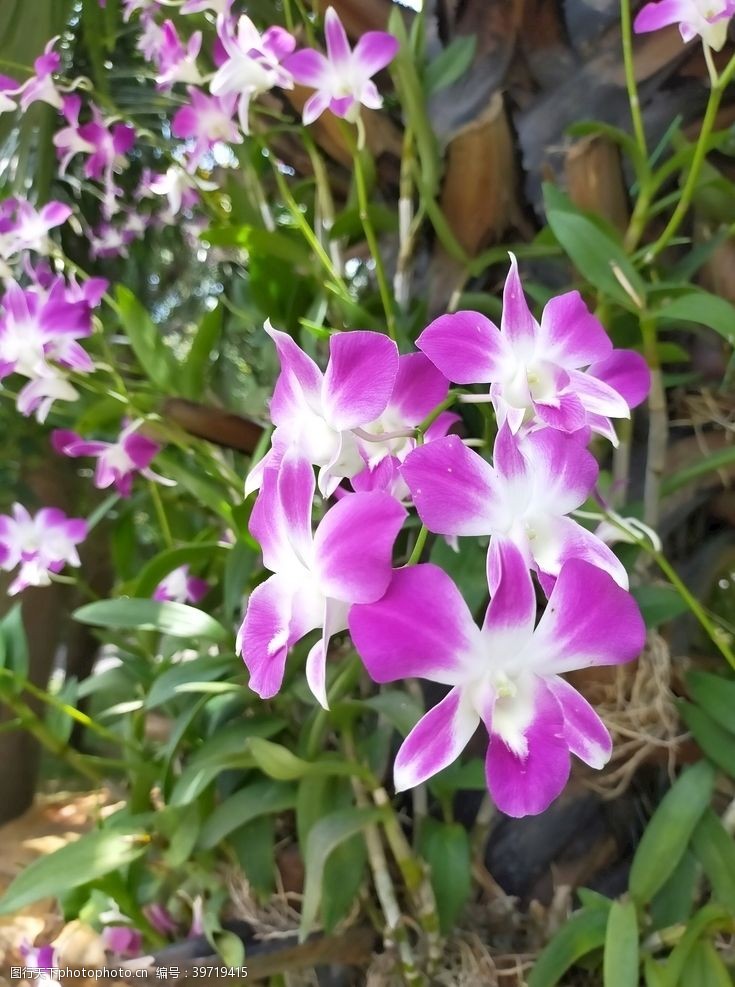 美丽春天紫色兰花图片