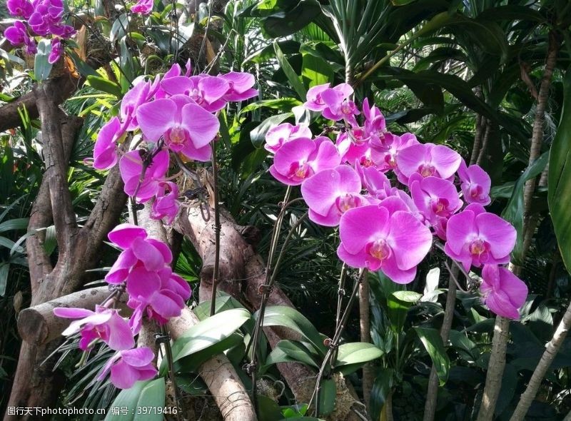 春暖花开紫色兰花图片