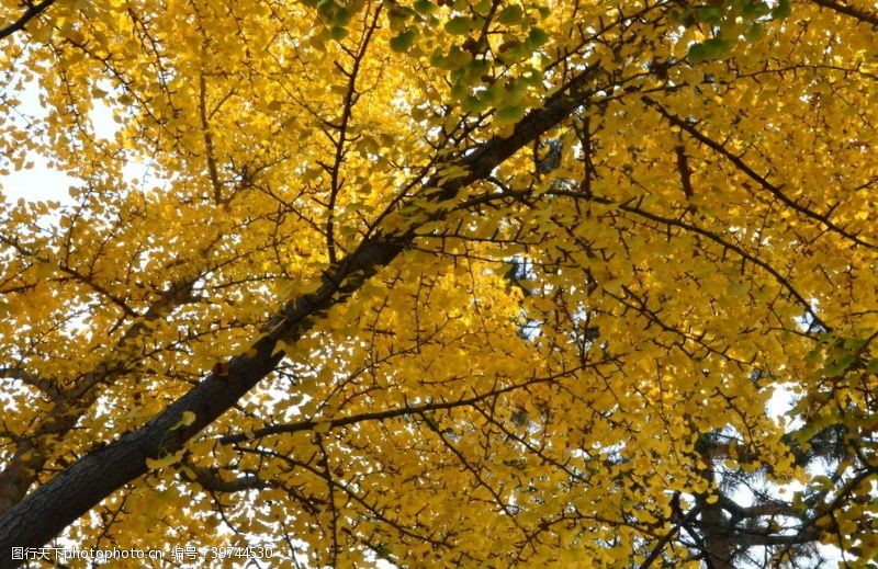 银杏树林彩叶风景图片