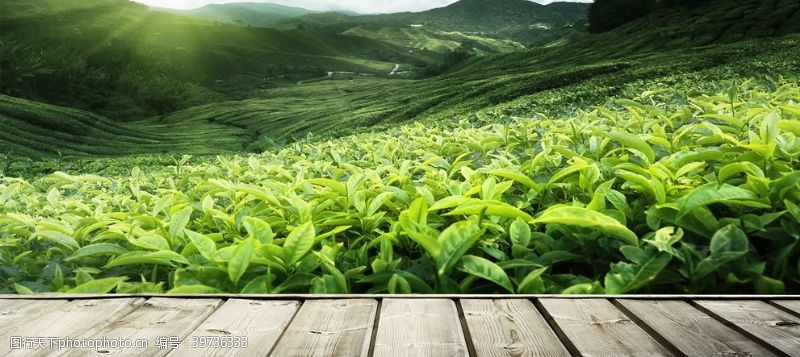 绿茶茶园图片