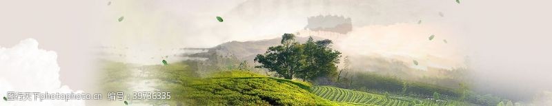 生态茶茶园图片