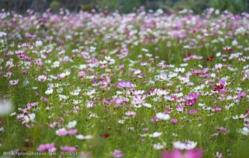 田园风格格桑花图片