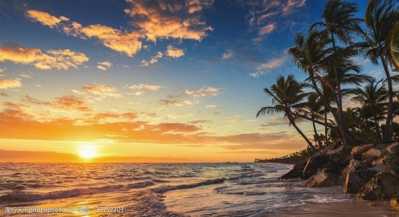 贝壳海滩棕榈椰树风景图片