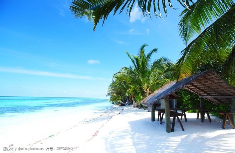 白色沙滩海滩棕榈椰树风景图片