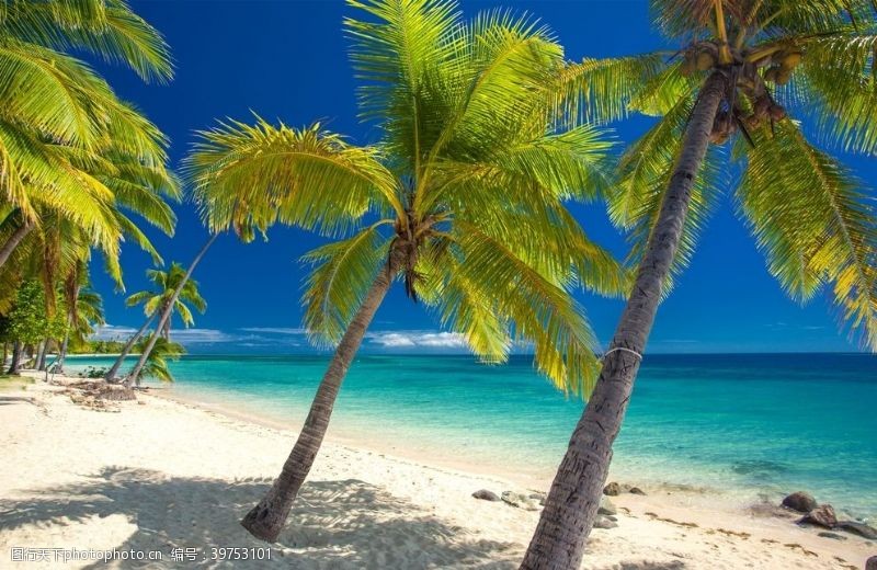 户外旅游海滩棕榈椰树风景图片