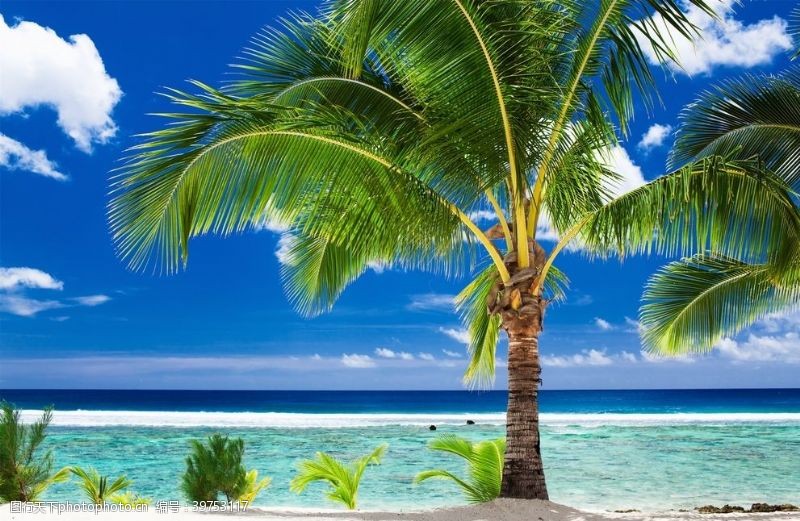 炎炎夏天海滩棕榈椰树风景图片