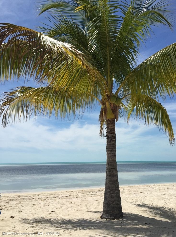 美丽的蓝天海滩棕榈椰树风景图片