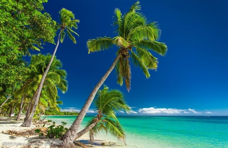 海外风光海滩棕榈椰树风景图片