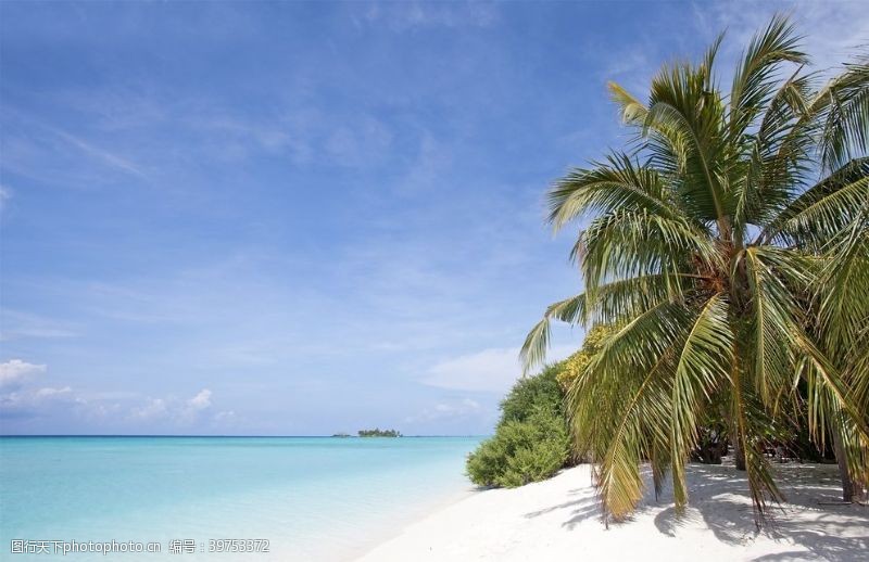 冰凉夏日海滩棕榈椰树风景图片