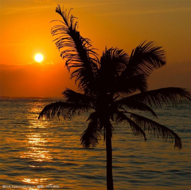 白色沙滩海滩棕榈椰树风景图片