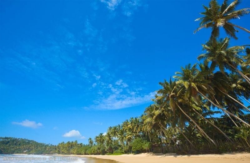 蓝色冰水海滩棕榈椰树风景图片