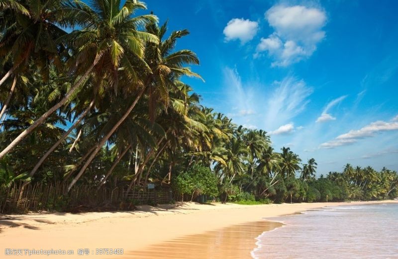 蓝色冰水海滩棕榈椰树风景图片