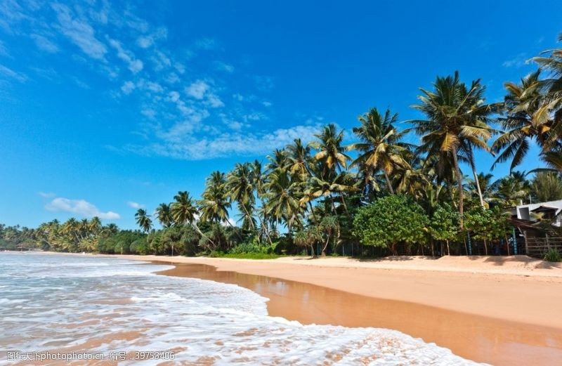 阳光贝贝海滩棕榈椰树风景图片