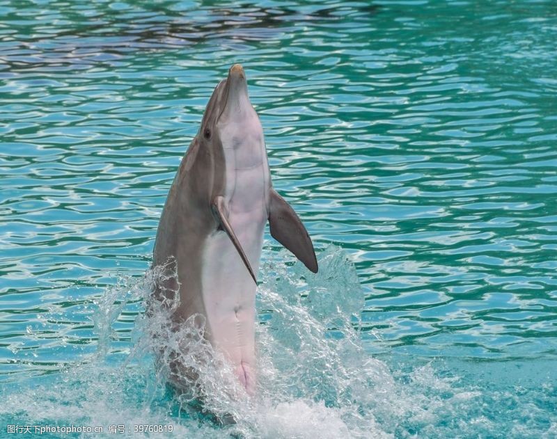 海豚摄影海豚图片