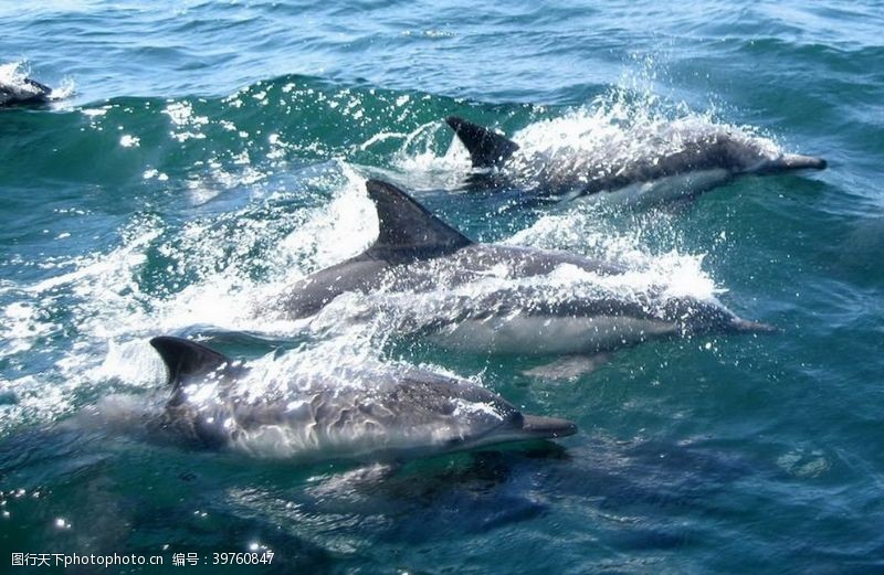 海豚摄影海豚图片