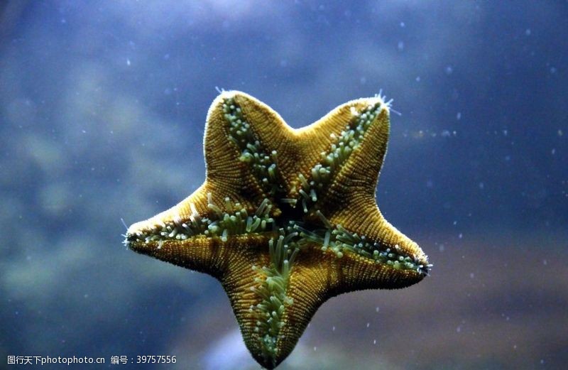梦幻海底世界海星图片