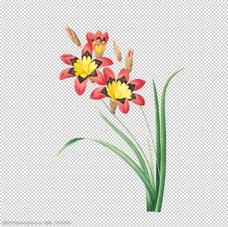 花苞花卉插图图片