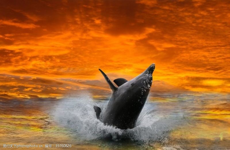 海豚摄影可爱的海豚图片