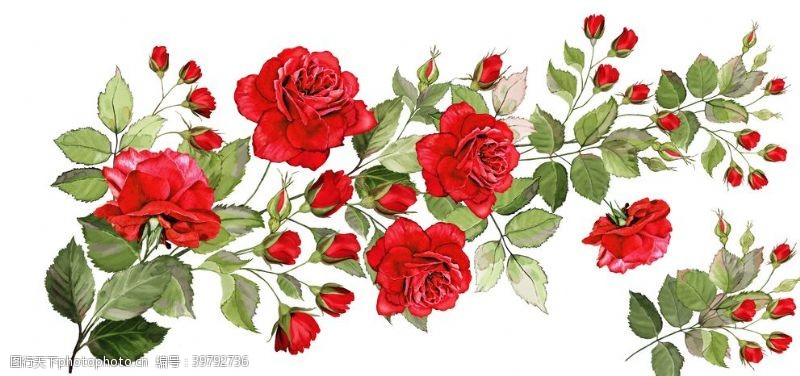 卡通画册玫瑰月季蔷薇图片