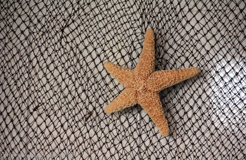 五角星美丽的海星图片