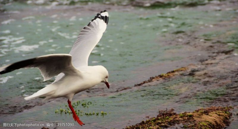 保护湿地鸟图片
