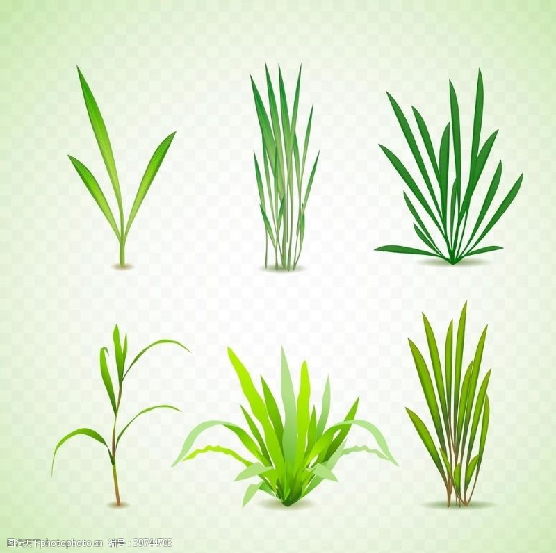 草本植物底纹青草植物图片