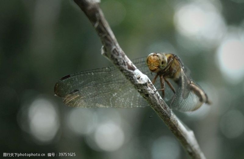 小报蜻蜓图片