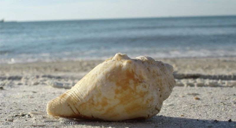 贝壳清晰的海螺图片