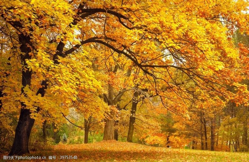 俯瞰森林美景秋季森林图片