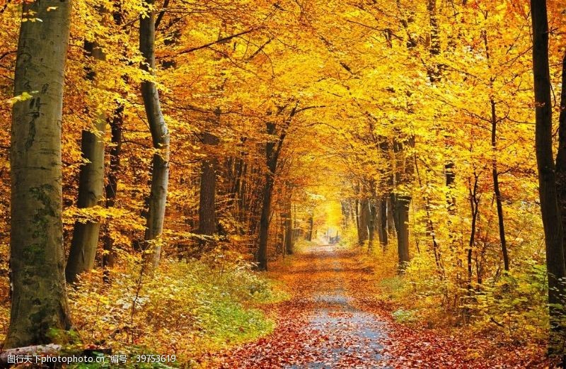 金黄色树枝秋季森林图片