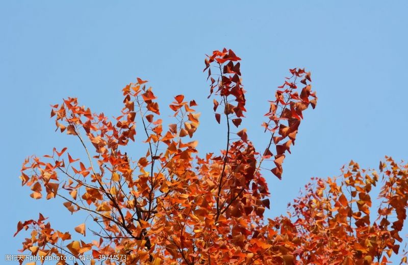 橙色树叶秋天红树叶图片