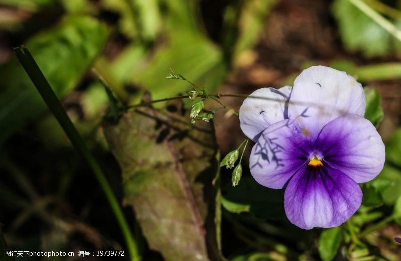 橙色花朵三色堇花图片