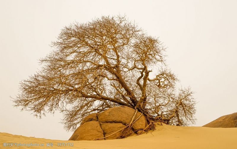 自然美景沙漠胡杨图片