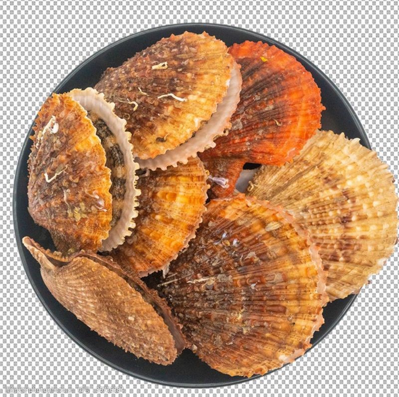 贝类海鲜扇贝图片