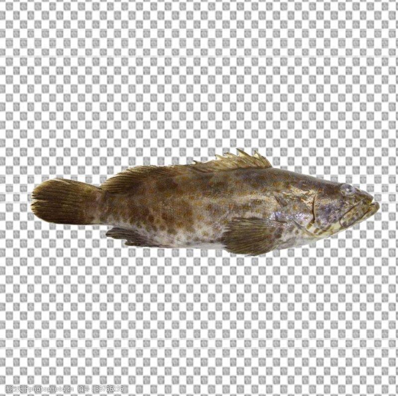 食材石斑鱼图片