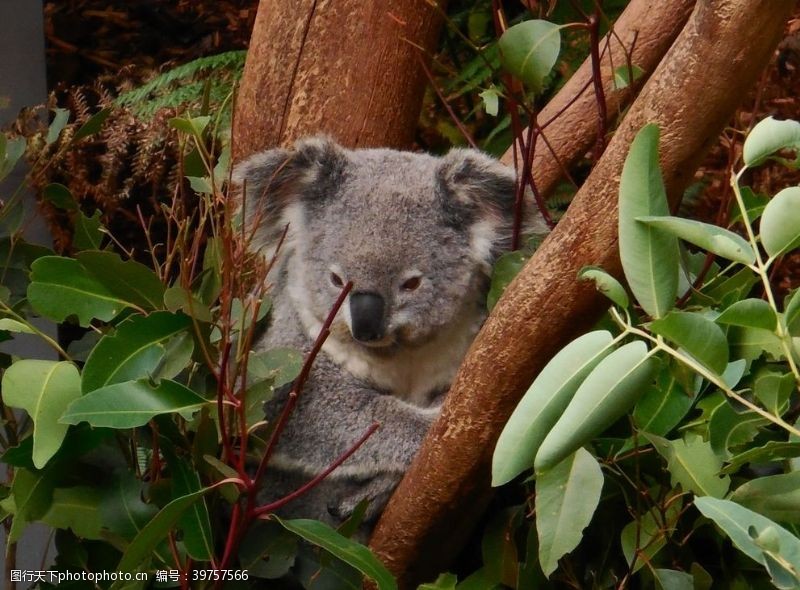 澳大利亚树袋熊图片
