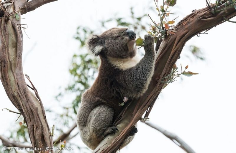 澳大利亚树袋熊图片