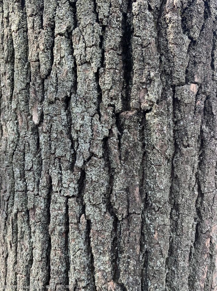 高清木纹树皮纹理图片