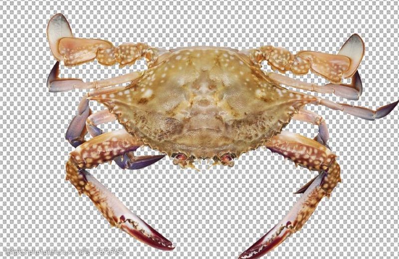海鲜写真梭子蟹透明底螃蟹图片