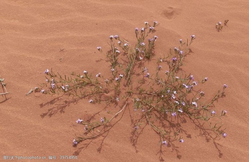 自助游瓦迪拉姆沙漠图片