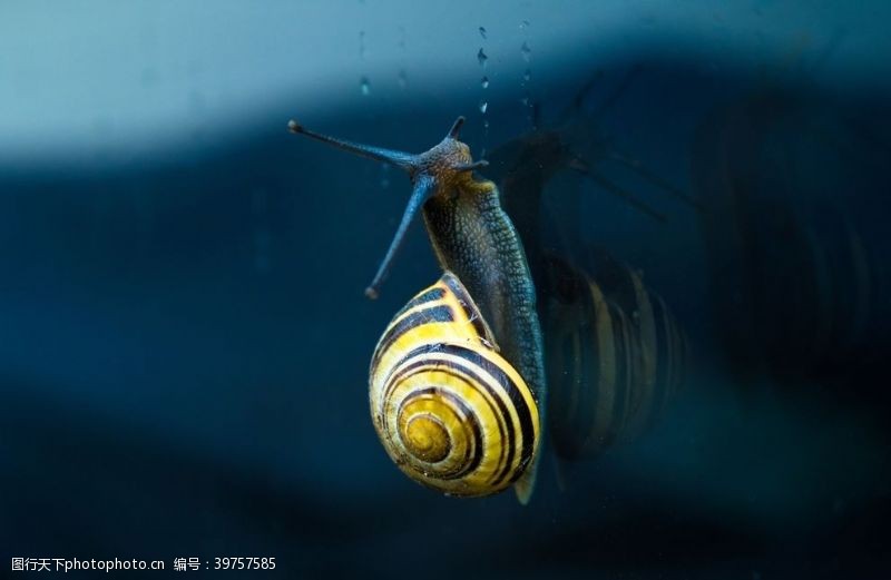 led视频素材蜗牛图片