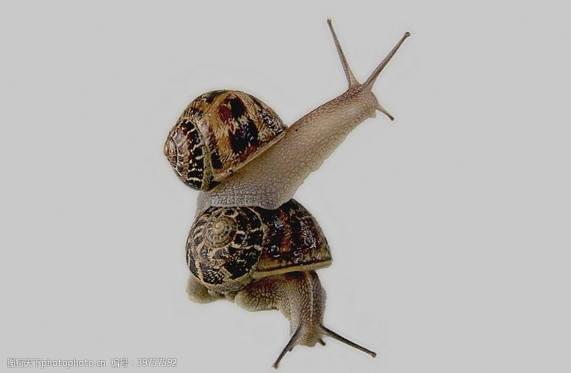 影视海报蜗牛图片