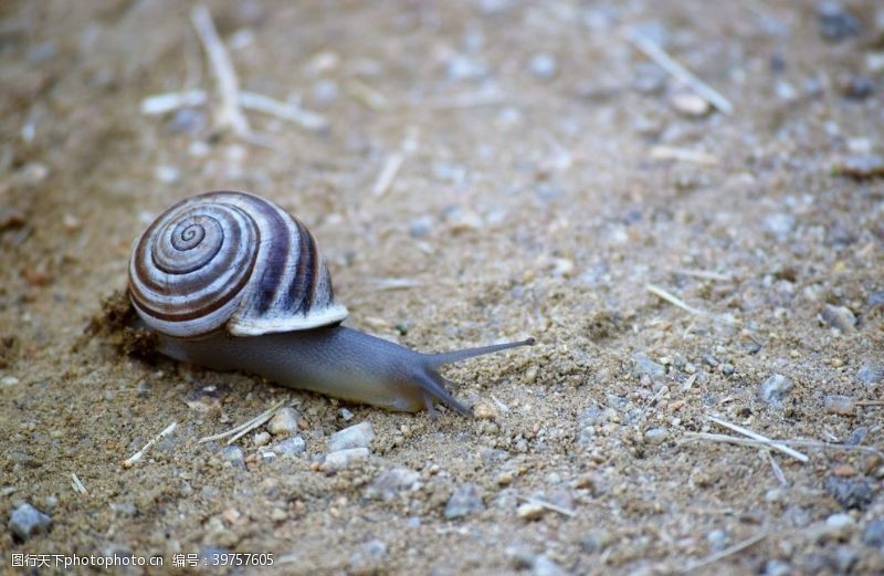 高清视频蜗牛图片