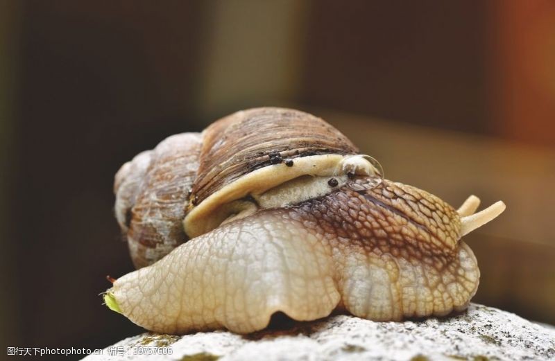 蜗居蜗牛图片