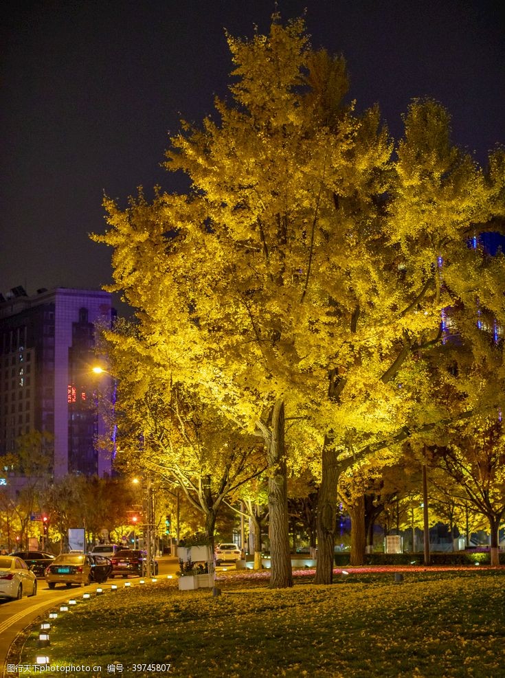购物中心银杏树夜景图片