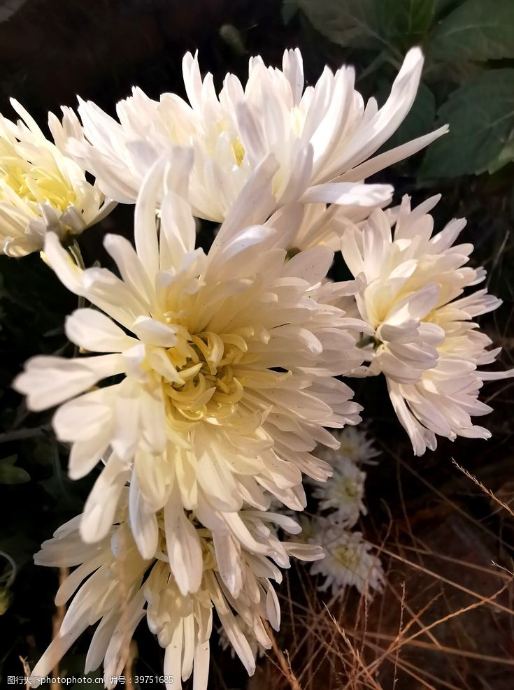 花束装饰白菊花图片
