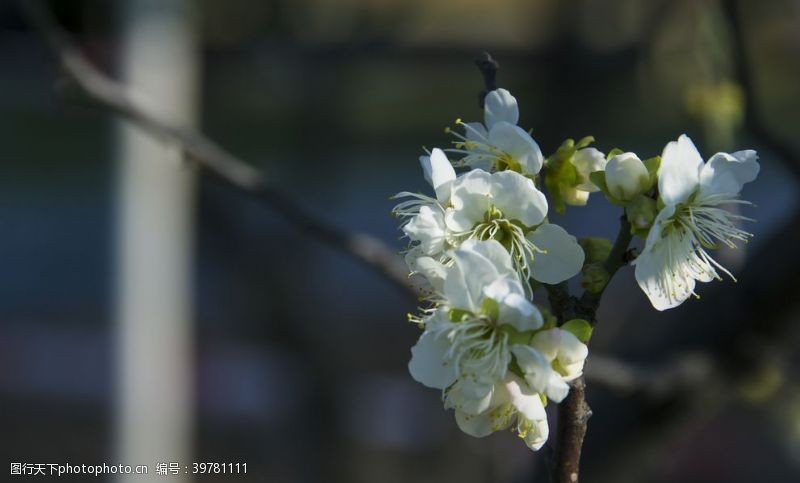 腊梅树枝白梅花图片