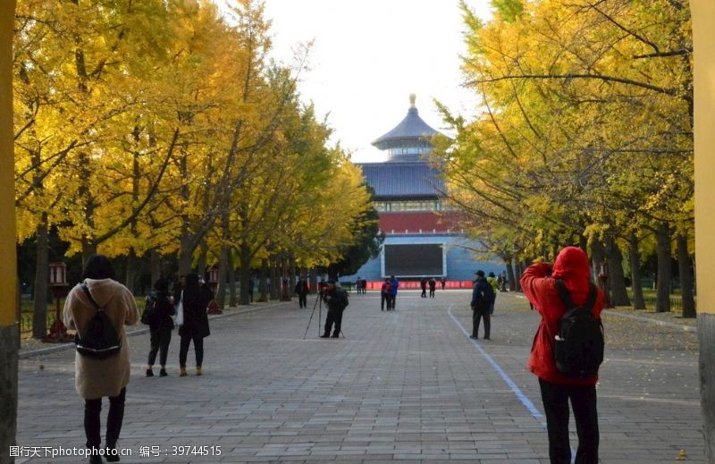 银杏树林彩叶风景图片