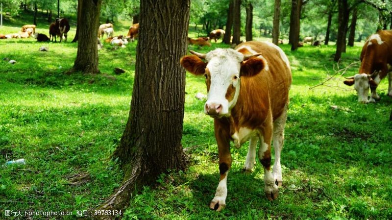 放牧草地上的牛图片
